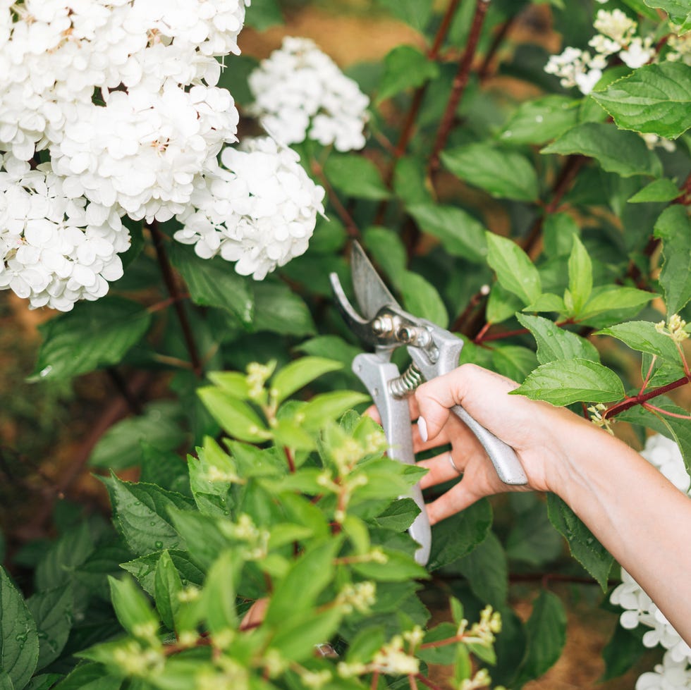 Young woman with with pruner at hydrangea bush young woman with with pruner at hydrangea bush