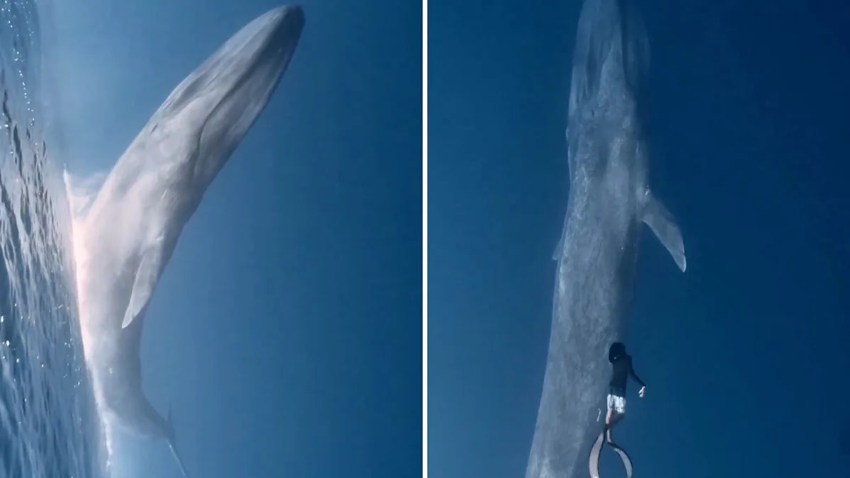 Diver comes face to face with the largest creature on Earth in the Maldives