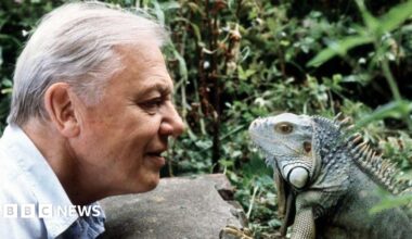 Sir David Attenborough leans over a rock face to face with an iguana.