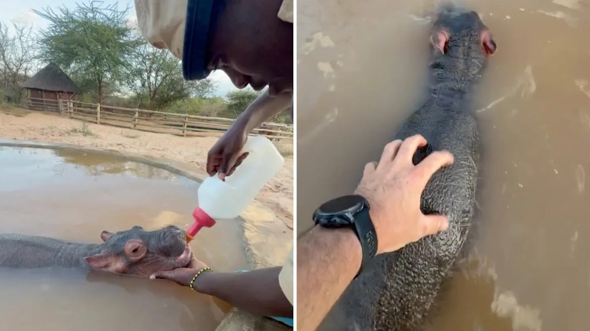 Rescued orphan hippo named Bumpy melts hearts with 360-degree pool roll in Kenya