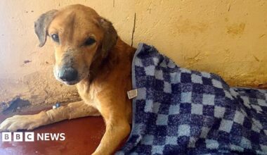 A sandy-coloured dog looks at the camera. A chequered blue blanket is covering some of his body.