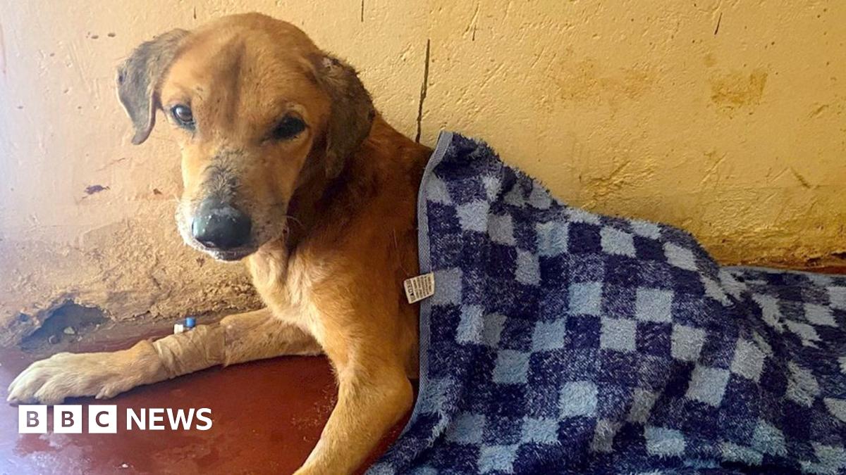 A sandy-coloured dog looks at the camera. A chequered blue blanket is covering some of his body.