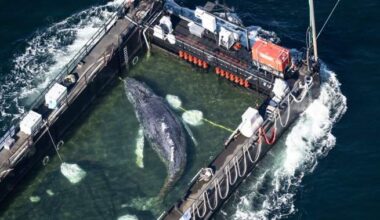 Timmy the stranded humpback whale rescued and returns to the ocean - National