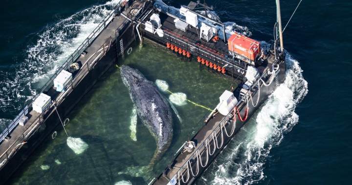 Timmy the stranded humpback whale rescued and returns to the ocean - National
