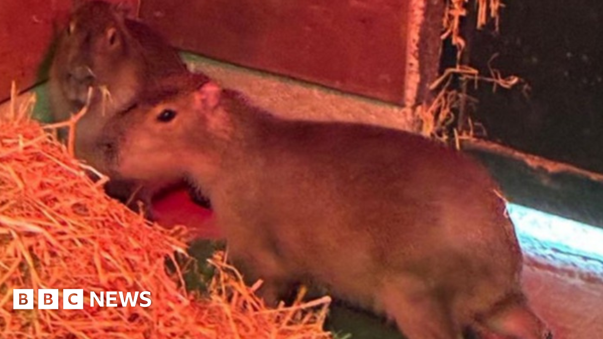 Two capybaras inside a hut. They look like typical small rodents and are stood next to a pile of straw.