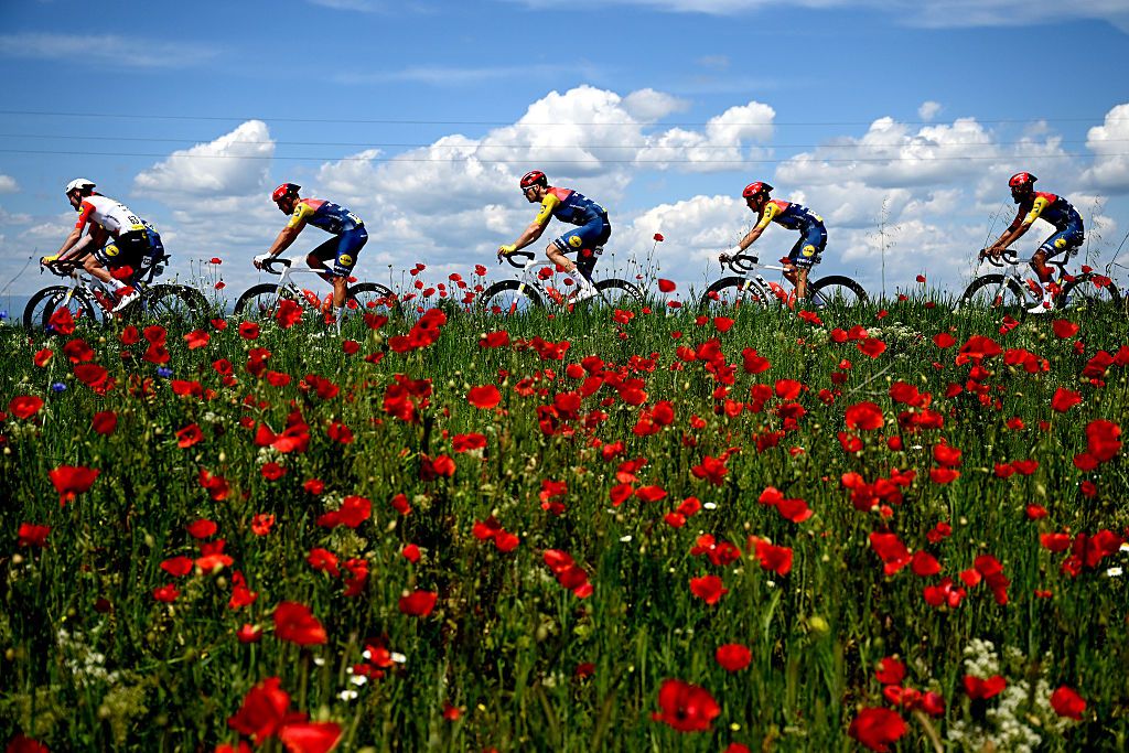 A general view of the peloton passing through flowery landscape during the 109th Giro d'Italia