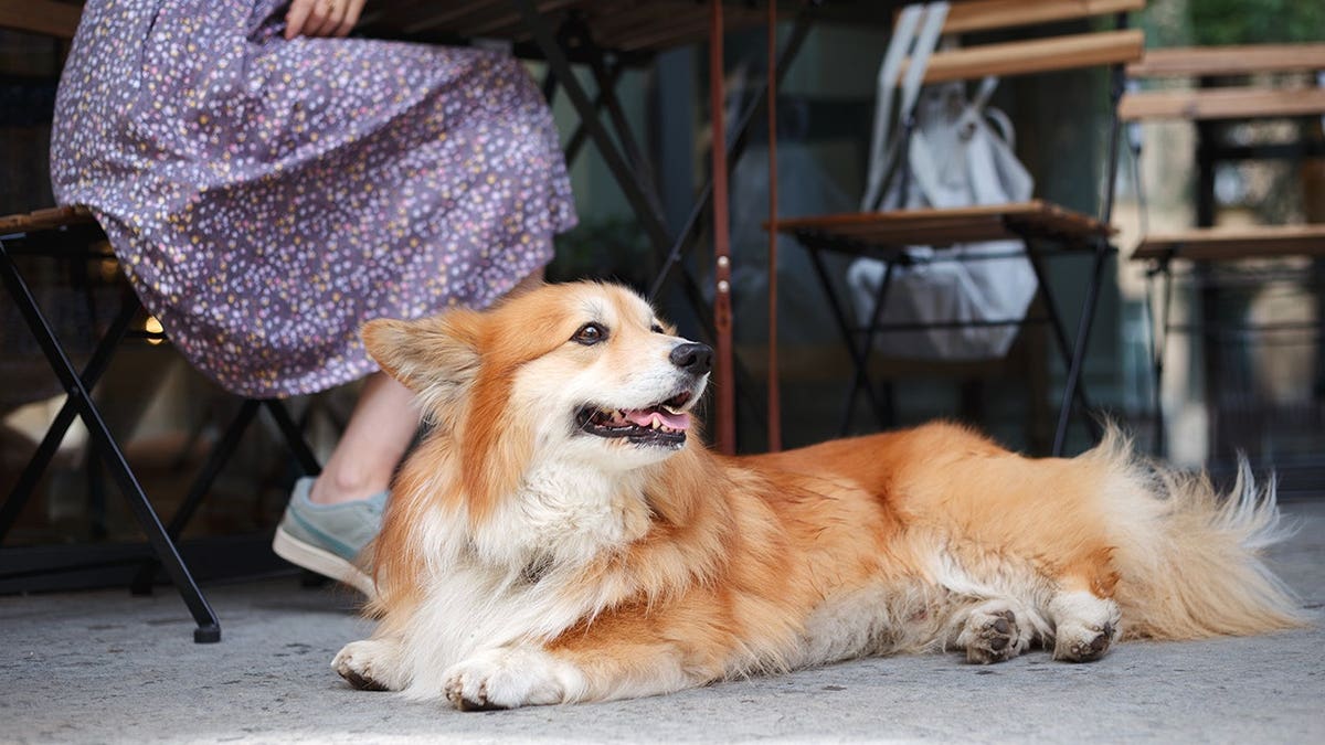 Girl sitting with a corgi dog on a summer cafe terrace drinking coffee