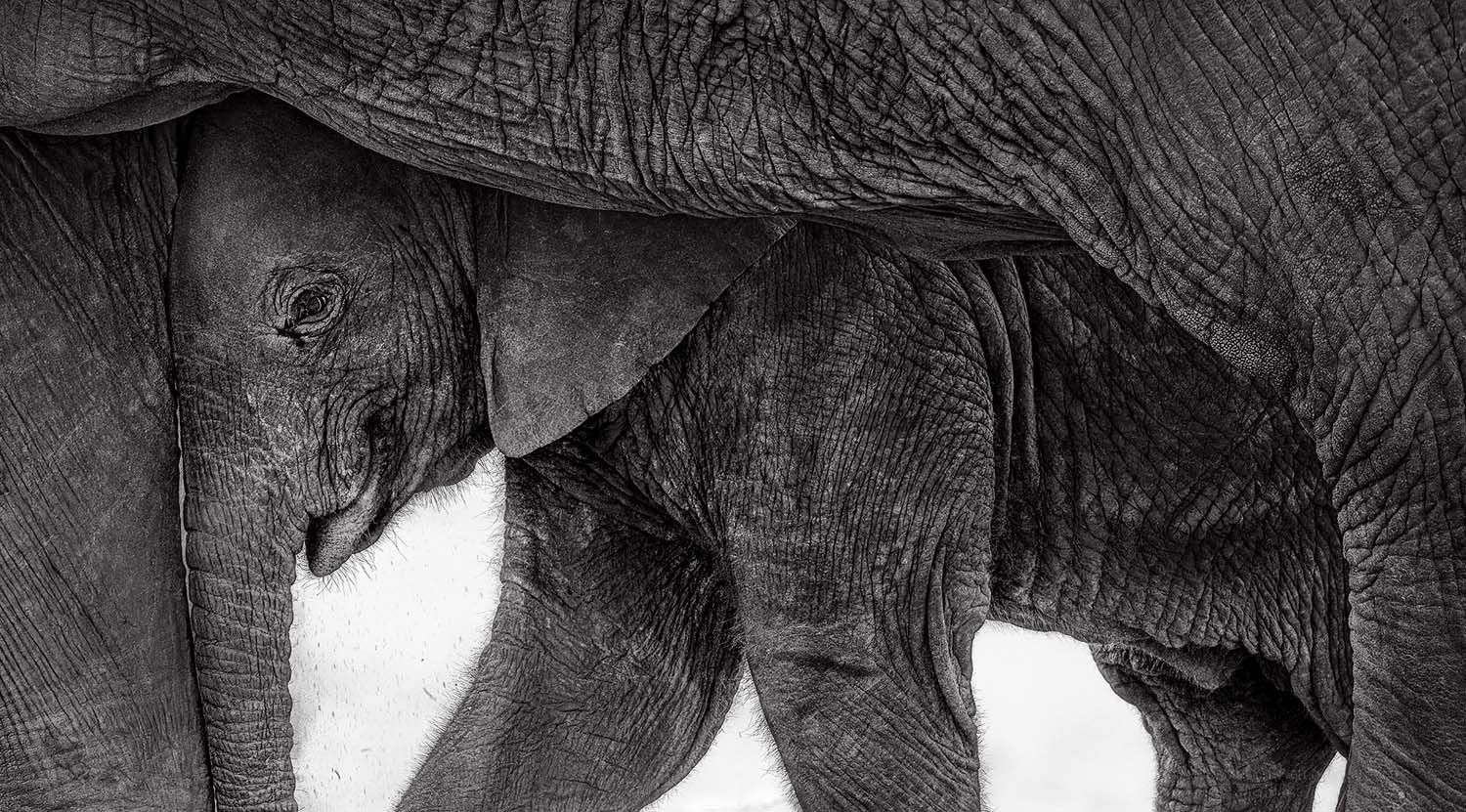 Close-up black and white photo of a baby elephant nestled under and between adult elephant legs