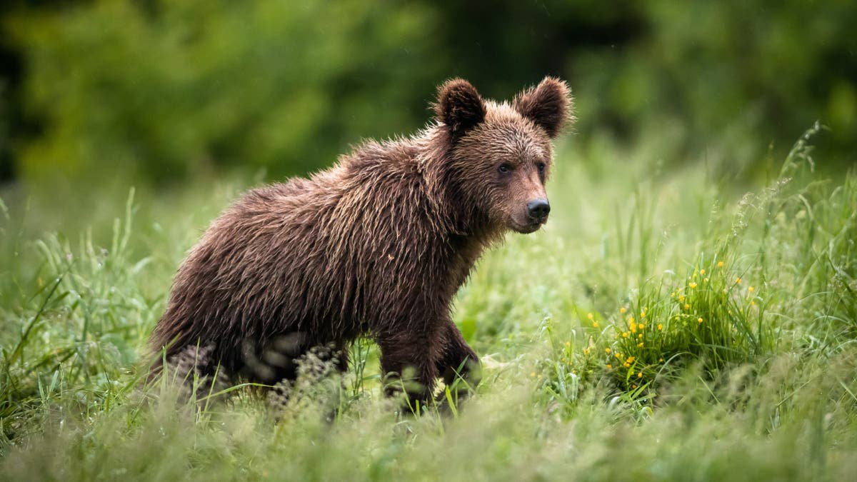Little bear cub standing on grass