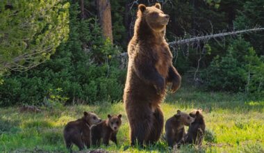 Richly Deserved Love Letters to Misconstrued Wild Neighbors