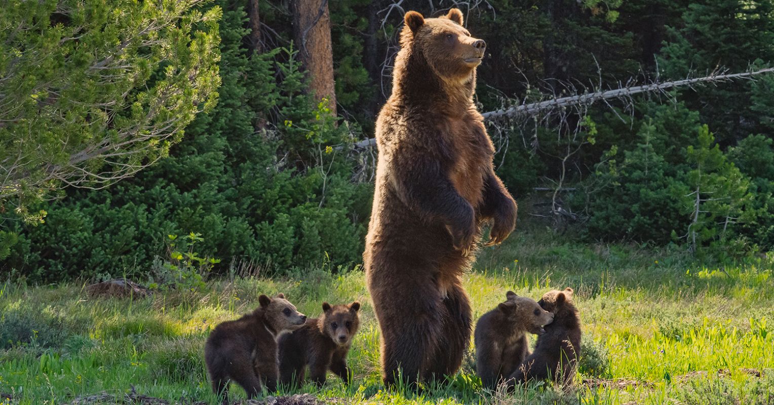 Richly Deserved Love Letters to Misconstrued Wild Neighbors