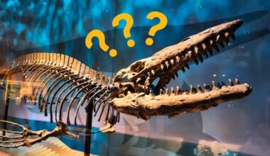 Fossil Kept in a Museum For Decades Turns Out to Be a Fearsome New Predator : ScienceAlert