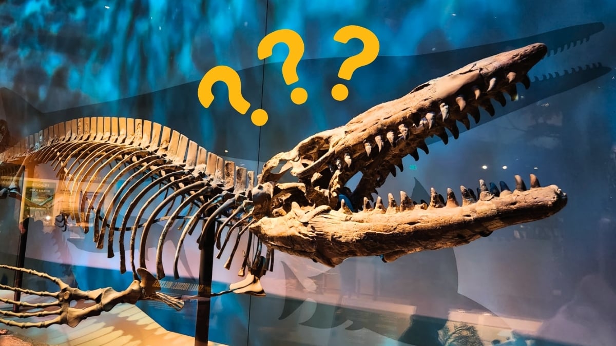 Fossil Kept in a Museum For Decades Turns Out to Be a Fearsome New Predator : ScienceAlert