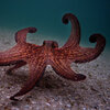 Filmmaker Finds An Unlikely Underwater Friend In 'My Octopus Teacher'