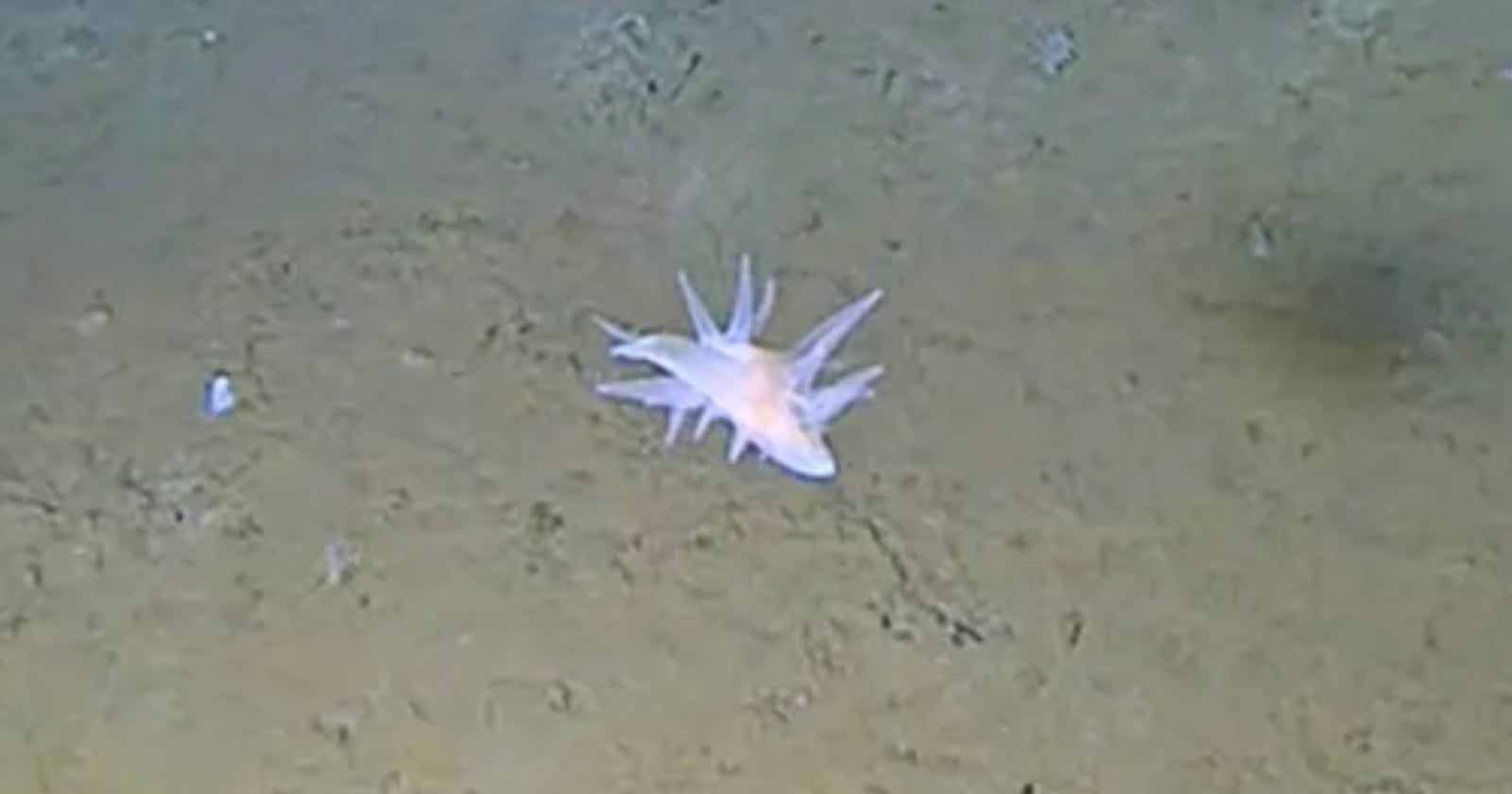 A pale, soft-bodied sea creature with multiple spiky appendages crawls along the muddy ocean floor.