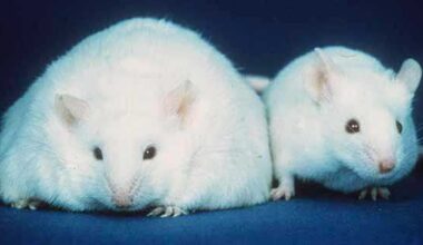 Compassion for Animals in Scientific Research