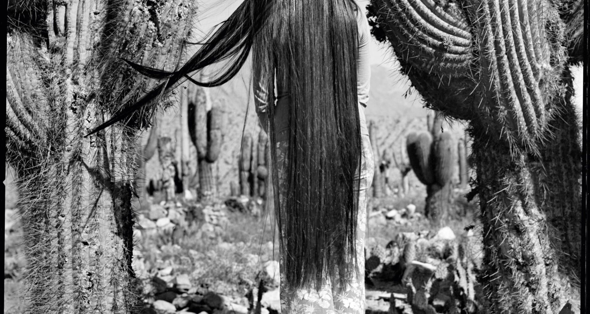 A black-and-white photo of a young woman with very long black hair, her back to the camera, who stands amid some large cacti, with some of her hair stuck in the spikes
