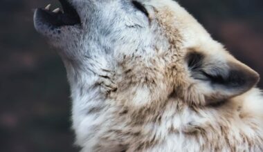 The Case Against Human Exceptionalism