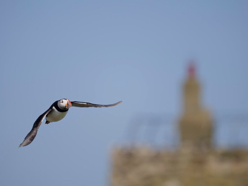 A puffin with outstretched wings flies in front of a blurred background featuring a stone structure and a clear blue sky.