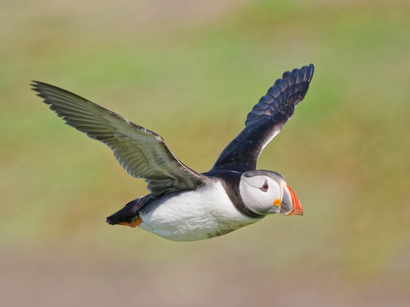 A puffin with a colorful beak and black-and-white plumage flies against a blurred green and brown background, wings outstretched.