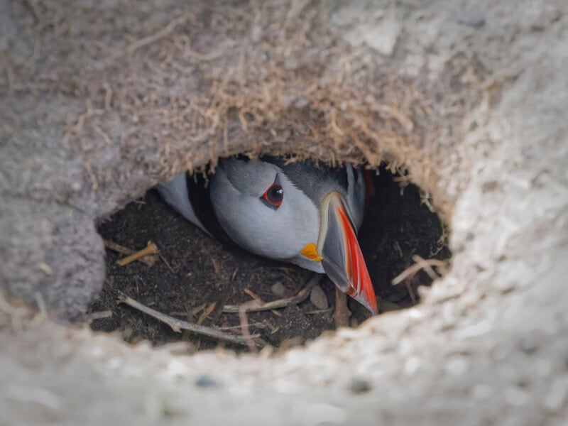 A puffin with a bright orange beak peers out from its burrow, surrounded by earth and straw, looking alert inside its underground nest.