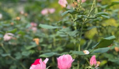 How Stopping to Smell the Roses Benefits Relationships