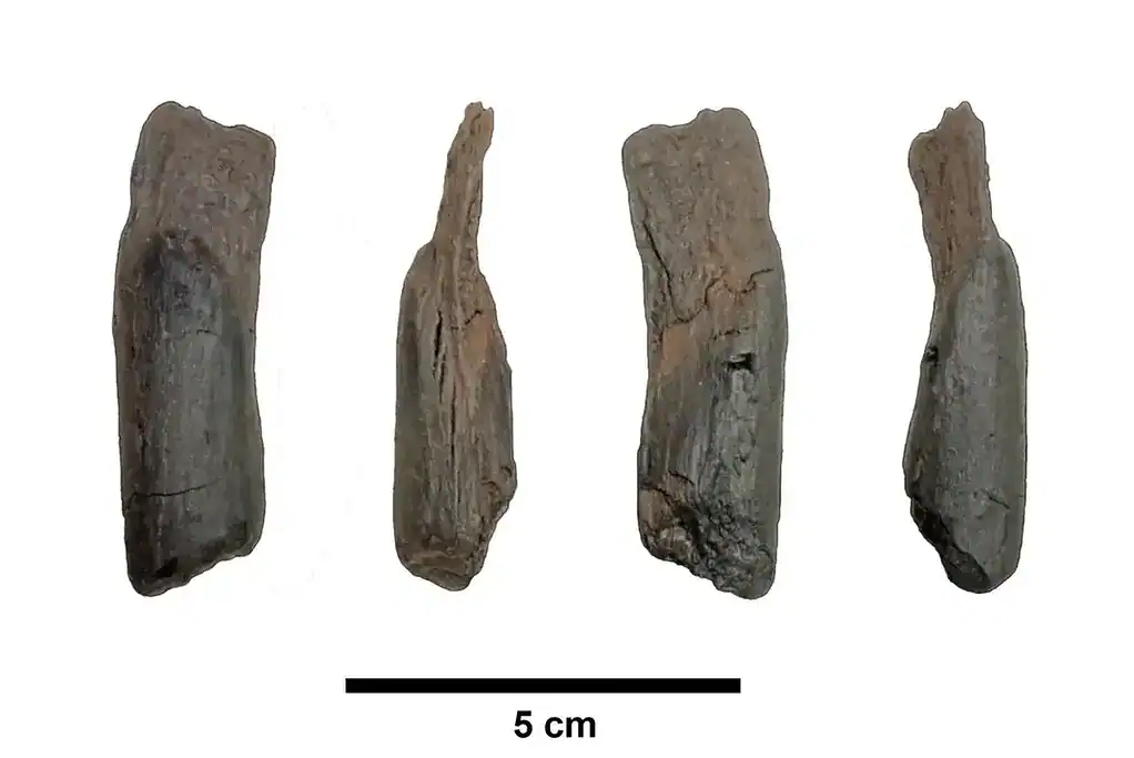 Ancient wooden artifact shown from 4 different angles a 5 cm scale for size reference.