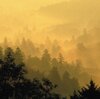 Novelist Richard Powers Finds New Stories Deep In Old Growth Forests