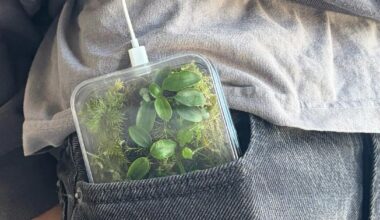 this transparent phone case grows moss and plants inside