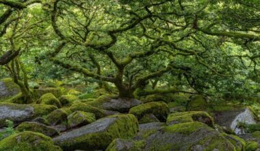 The 'globally important' rainforest in Devon that's rarer than the Amazon