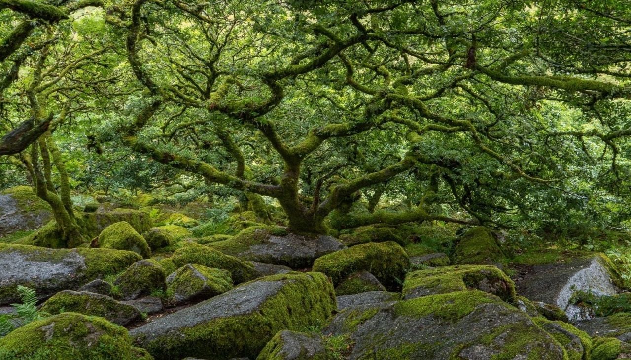 The 'globally important' rainforest in Devon that's rarer than the Amazon