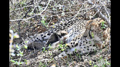 Four cubs born to country’s 1st India-born cheetah found dead in Kuno