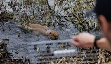 How British beavers help fight flooding from climate change : NPR