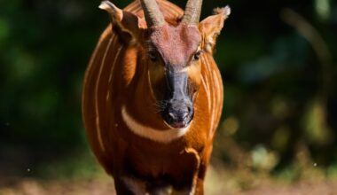 Critically endangered mountain bongo reintroduced into Kenya's wild