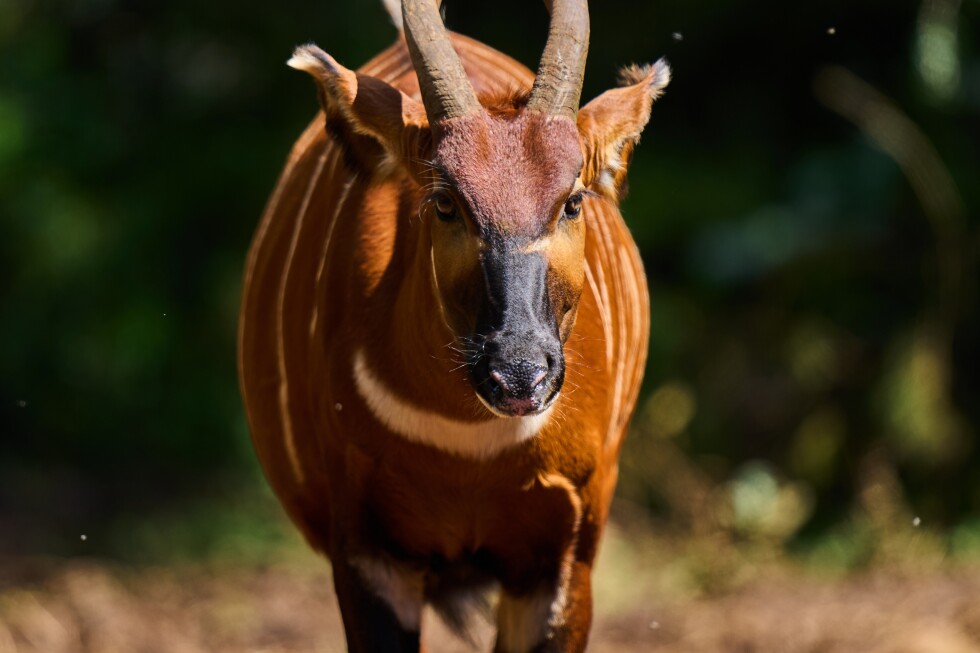 Critically endangered mountain bongo reintroduced into Kenya's wild