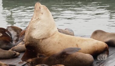 Chonkers the Steller sea lion draws crowds at San Francisco's Pier 39