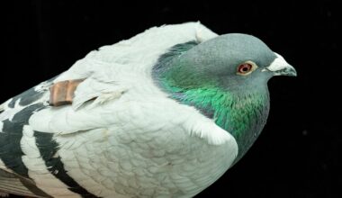Pigeons may be navigating with their liver, study suggests
