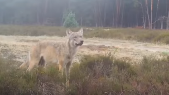 Wolf has little impact on the national economy, say researchers