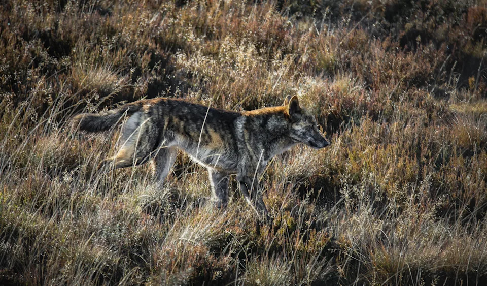 The male dingo in Kosciuszko, running on the hillside, with his face forward.