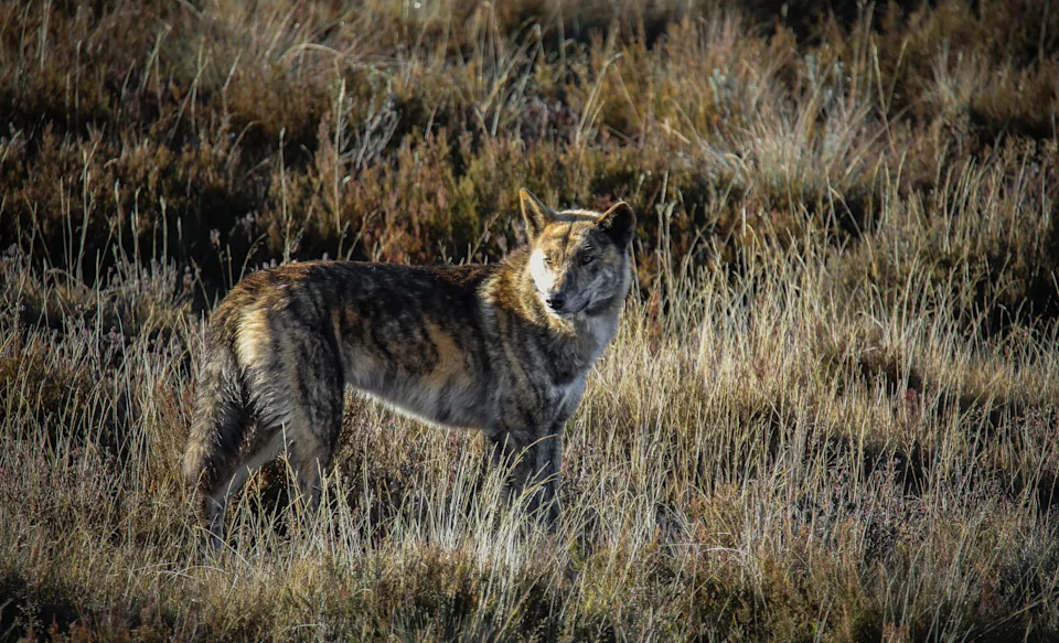 The male dingo in Kosciuszko, running on the hillside, with his face looking back.