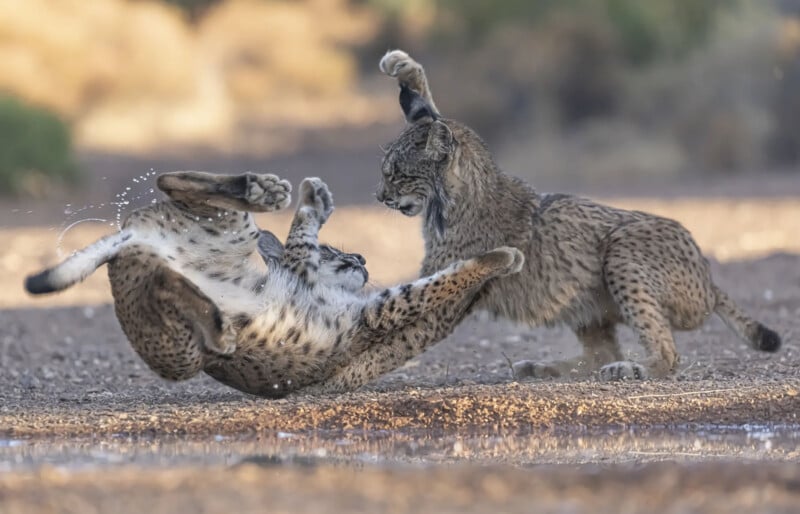 Two wild lynxes are engaged in a dynamic fight, with one lynx mid-air on its back, legs raised, while the other stands with a paw lifted, both showing intense expressions in a natural outdoor setting.