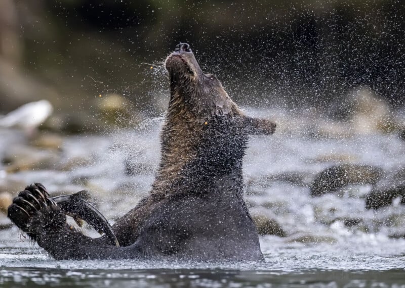 A brown bear sits in a river, shaking its head and spraying water droplets in all directions. Rocky riverbed and blurred background are visible.
