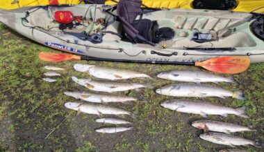 Louth fish kill 'devastating for biodiversity'