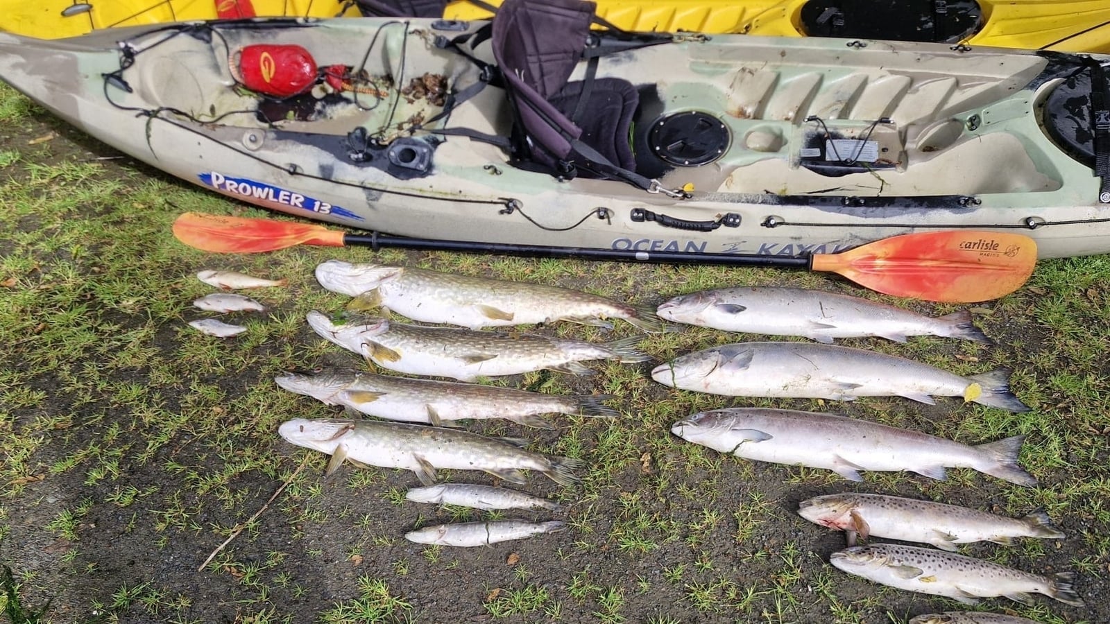Louth fish kill 'devastating for biodiversity'