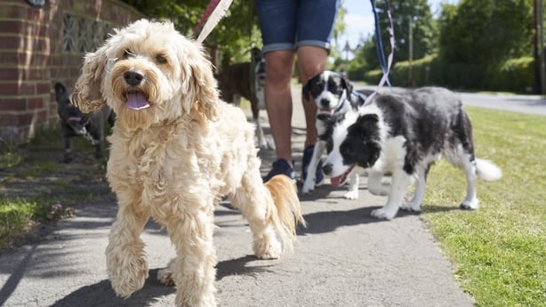man walking multiple dogs