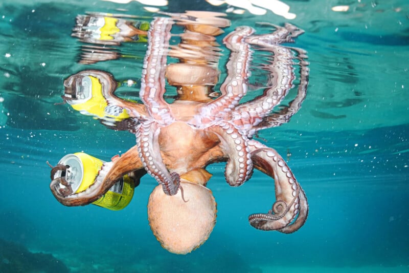 An octopus at the surface of clear blue water holds two yellow beverage cans with its tentacles, with its reflection visible above.