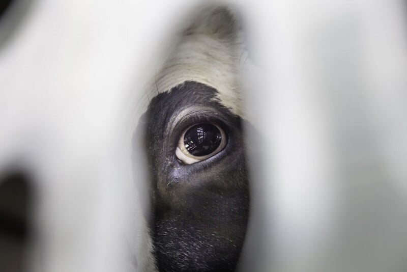 Close-up of a cow's eye seen through a gap in a white fence or barrier, with the surrounding area out of focus, drawing attention to the animal's gaze and reflection in its eye.
