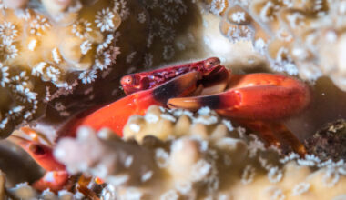 New Coral Study Identifies Areas Where Reefs Are Hanging On