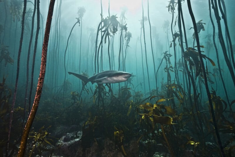 A shark swims among tall kelp plants in an underwater forest, with sunlight filtering through the water and plants swaying gently around it.