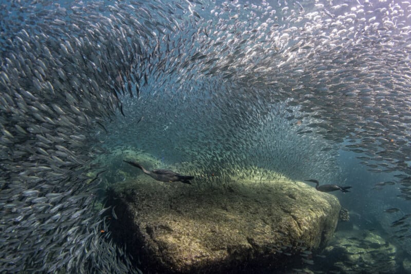A large school of fish swims in a swirling formation around a rock underwater, while a few dark-colored birds dive in, surrounded by rays of sunlight filtering through the water.